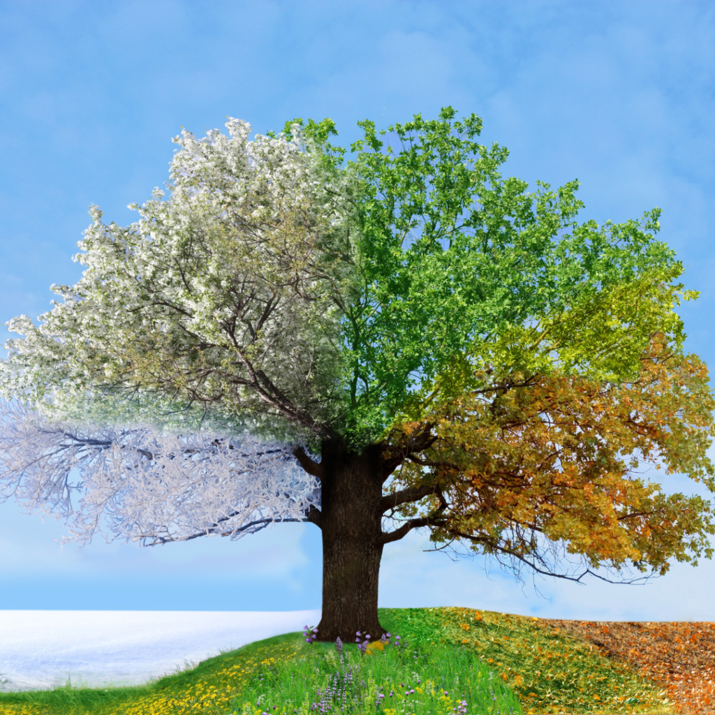 A tree representing the four seasons